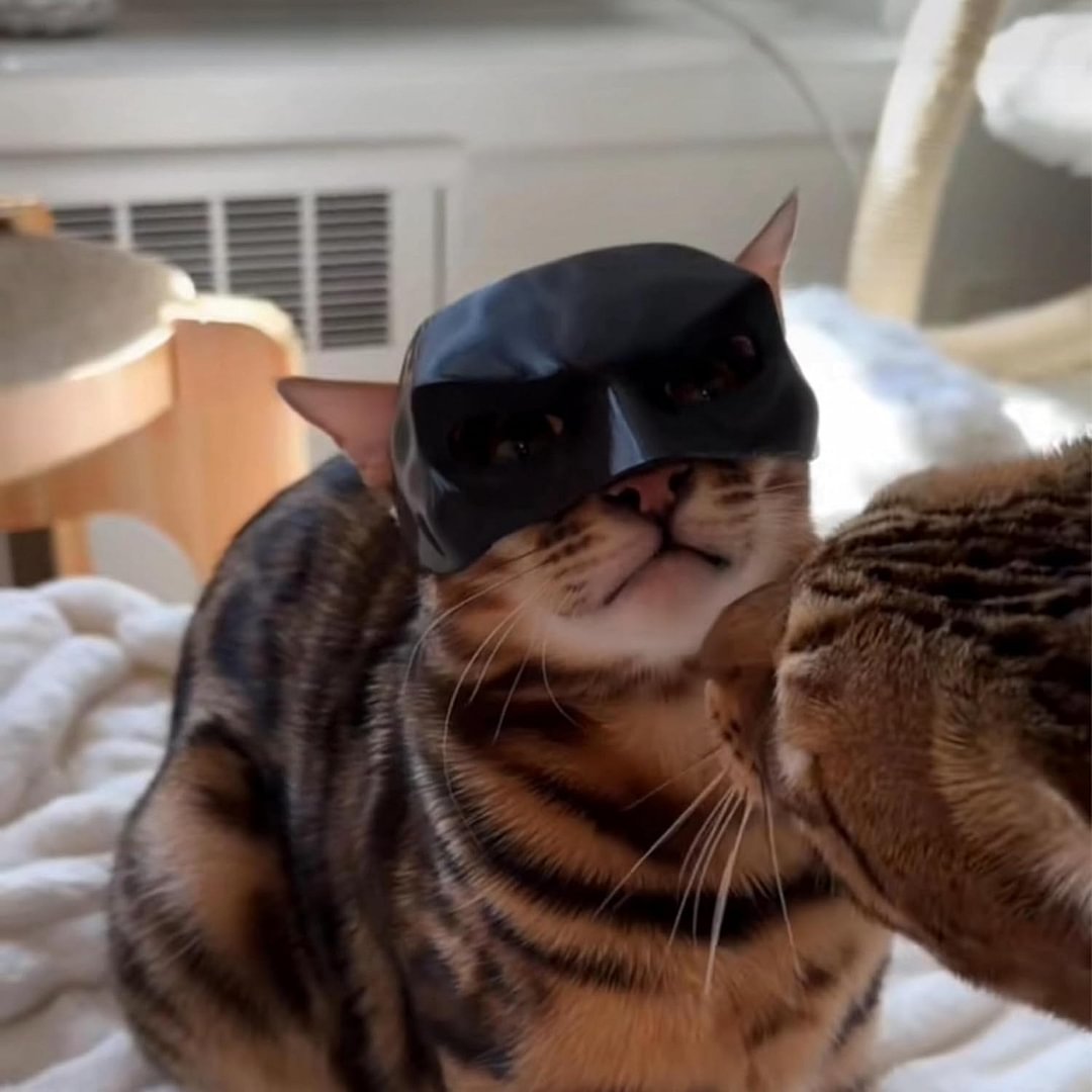 Bat Cat Avenger Mask for Pets